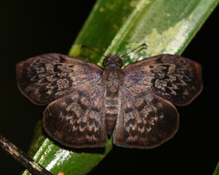 Camptopleura auxo