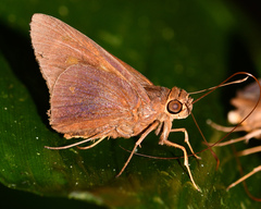 Carystoides sicania