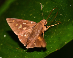 Carystoides sicania