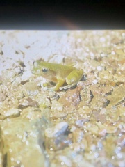 Dendropsophus microcephalus