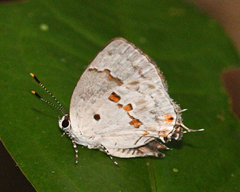 Camptopleura auxo