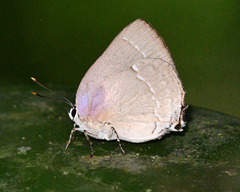 Celmia color