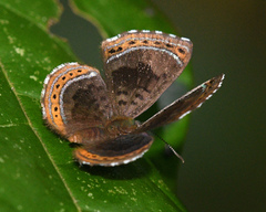 Chalodeta chitinosa