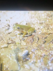 Dendropsophus microcephalus