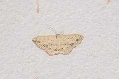 Scopula pulchellata agg