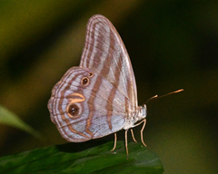 Chloreuptychia chlorimene