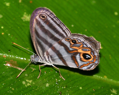 Chloreuptychia rectilinea