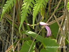 Bletilla formosana