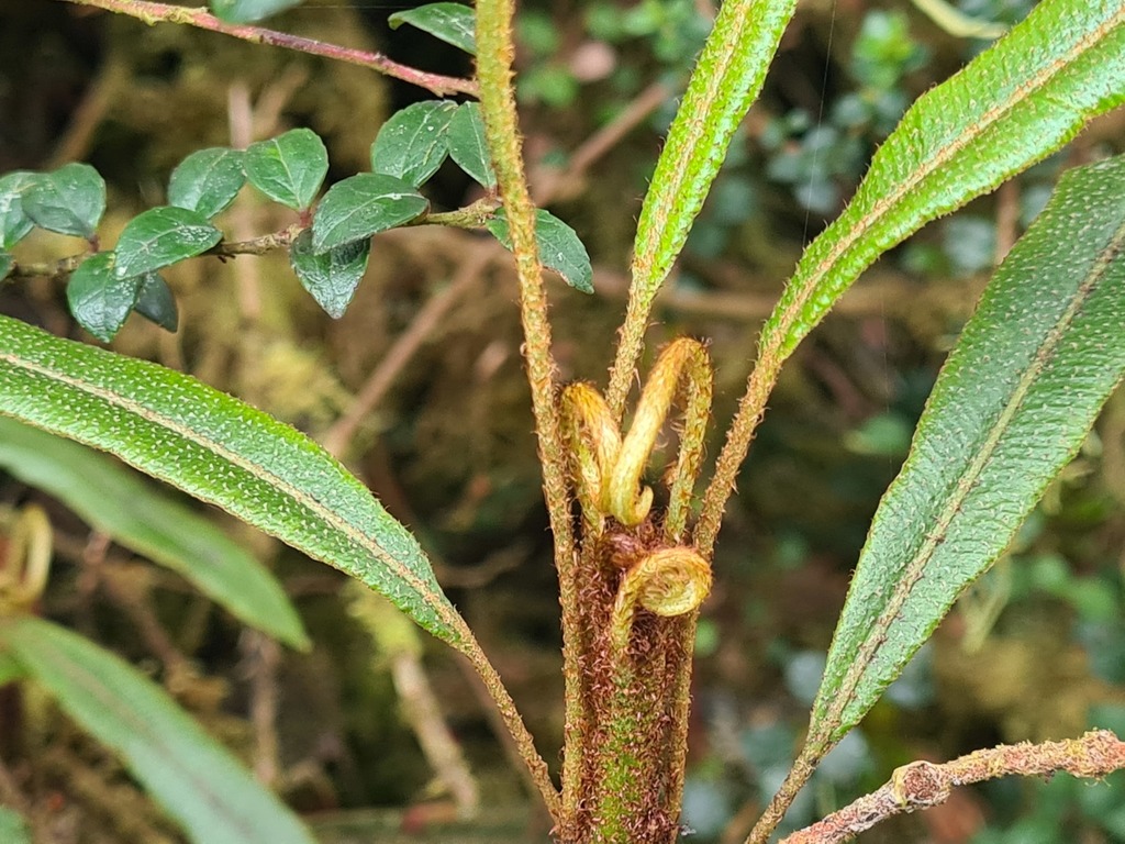 Elaphoglossum dendricola