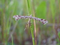 Platyptilia tesseradactyla