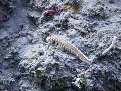 Hermodice carunculata