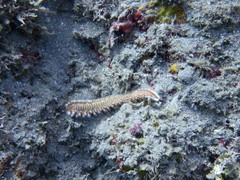 Hermodice carunculata