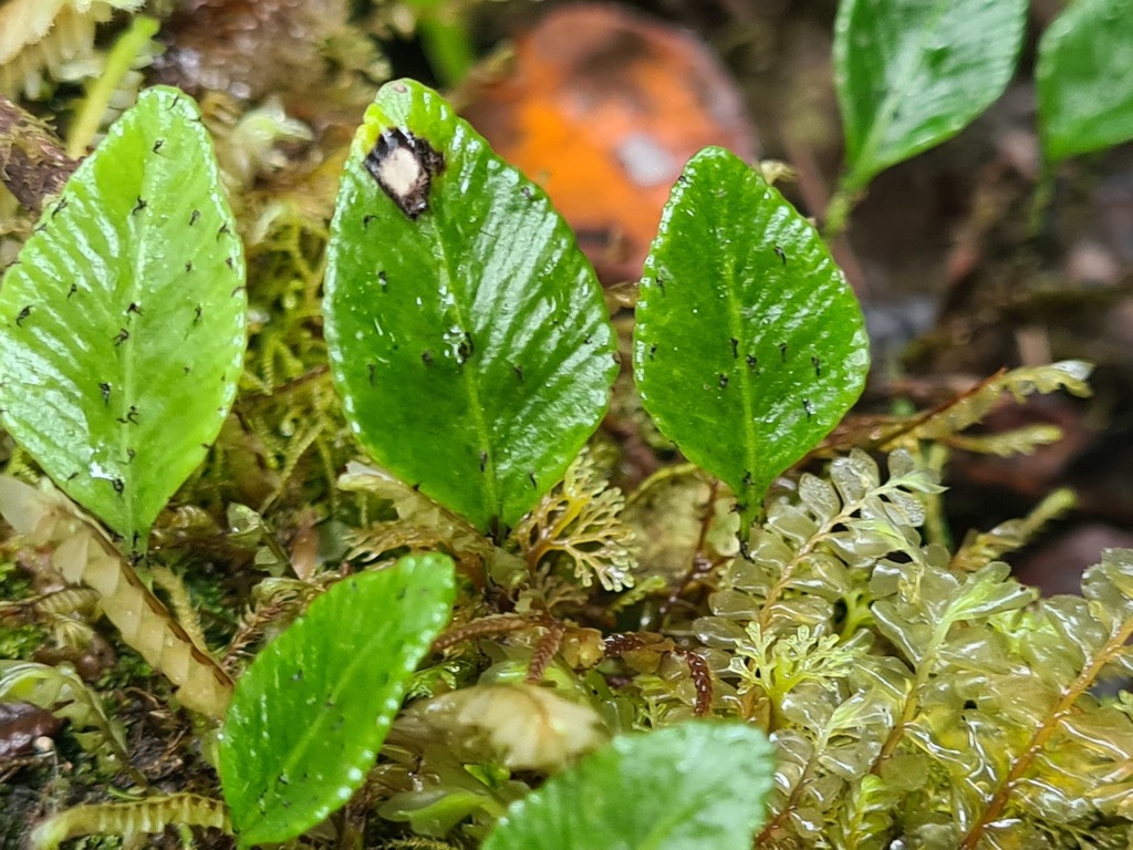 Elaphoglossum andreanum (Colombian Heart-Leaf Fern)