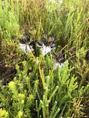 Aristea glauca