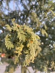 Parkinsonia