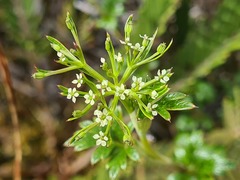 Niphogeton ternata
