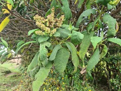 Varronia cylindrostachya