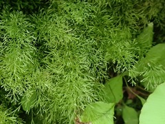 Polyphlebium capillaceum