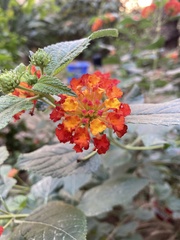 Lantana camara