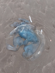 Rhizostoma octopus