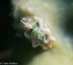 Sagaminopteron psychedelicum