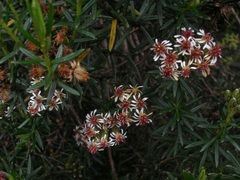 Linochilus revolutus