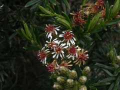 Linochilus revolutus