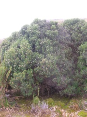 Linochilus revolutus