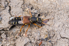 Staphylinus dimidiaticornis