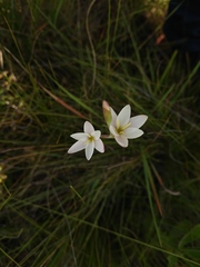 Hesperantha inconspicua