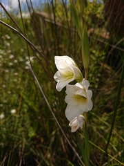 Gladiolus calcaratus