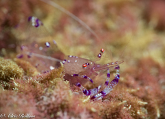 Ancylomenes sarasvati