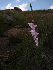 Gladiolus saxatilis
