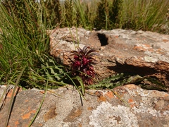 Eucomis vandermerwei