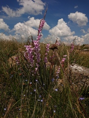 Gladiolus varius