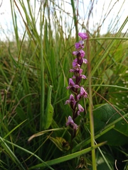 Disperis tysonii