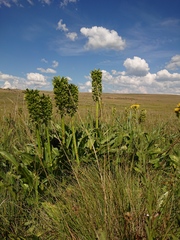 Eucomis pallidiflora pole-evansii
