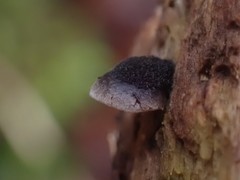 Resupinatus trichotis