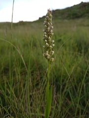 Brownleea parviflora