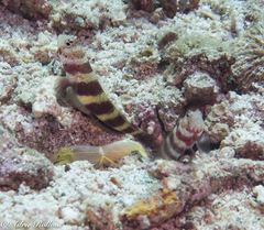 Amblyeleotris wheeleri