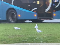 Chroicocephalus ridibundus