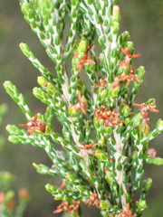 Passerina montana