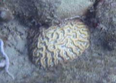 Mycetophyllia