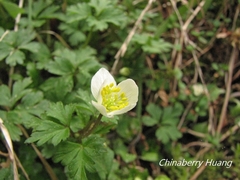 Anemonoides stolonifera