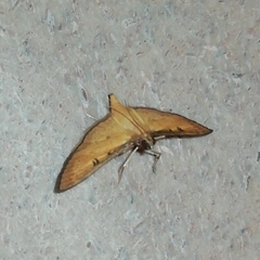 Tatobotys