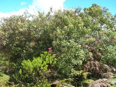 Linochilus floribundus