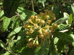Linochilus floribundus