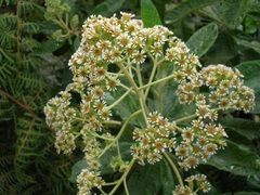 Linochilus tenuifolius