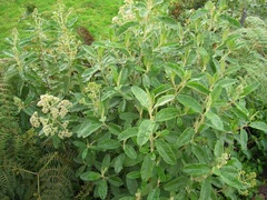 Linochilus tenuifolius