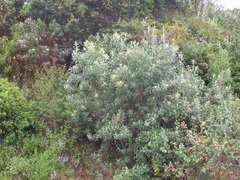 Linochilus tenuifolius